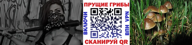 Галлюциногенные грибы мицелий  ОМГ ОМГ ONION  Белореченск 